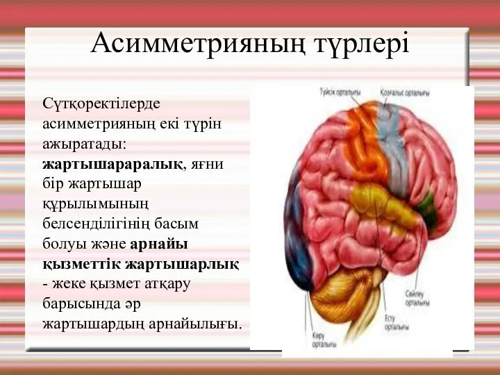 Асимметрияның түрлері Сүтқоректілерде асимметрияның екі түрін ажыратады: жартышараралық, яғни бір жартышар