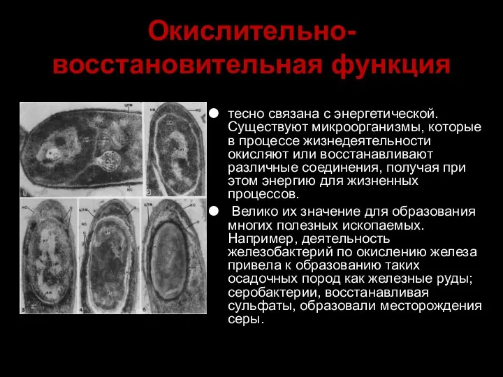 Окислительно-восстановительная функция тесно связана с энергетической. Существуют микроорганизмы, которые в процессе