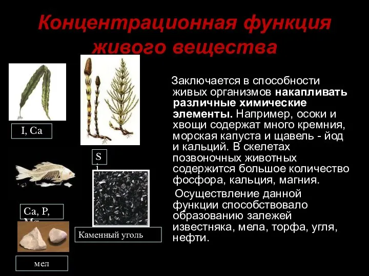 Концентрационная функция живого вещества Заключается в способности живых организмов накапливать различные