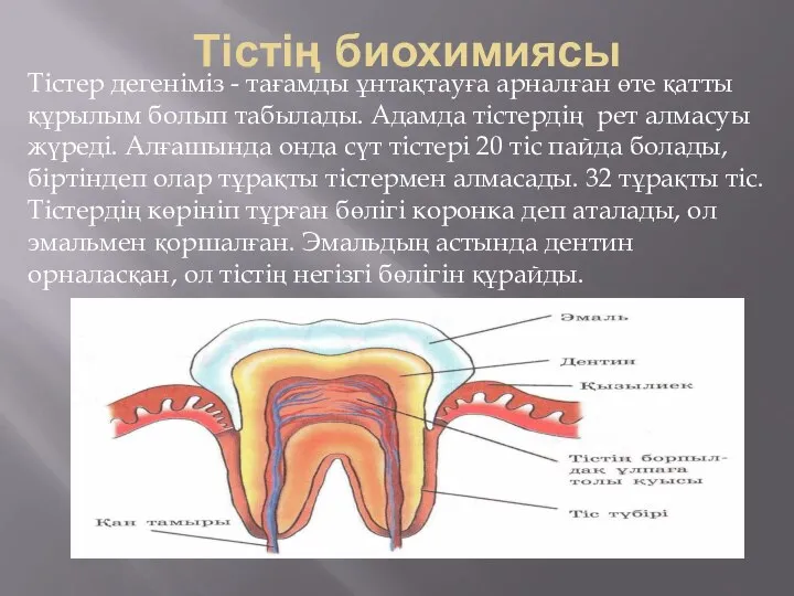 Тістің биохимиясы Тістер дегеніміз - тағамды ұнтақтауға арналған өте қатты құрылым