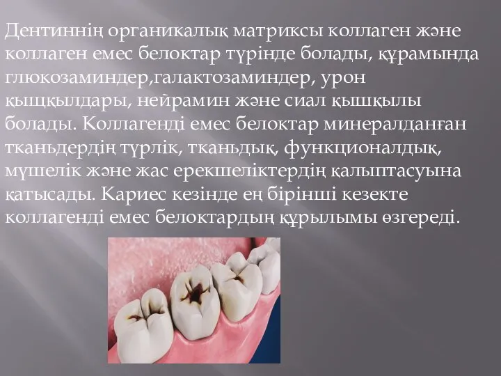 Дентиннің органикалық матриксы коллаген және коллаген емес белоктар түрінде болады, құрамында