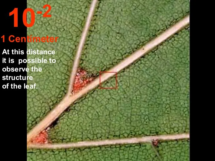 At this distance it is possible to observe the structure of the leaf. 10-2 1 Centímeter
