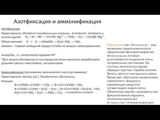 Микрококки (лат. Micrococcus) — род маленьких грамположительных сферических бактерий семейства Micrococcaceae,