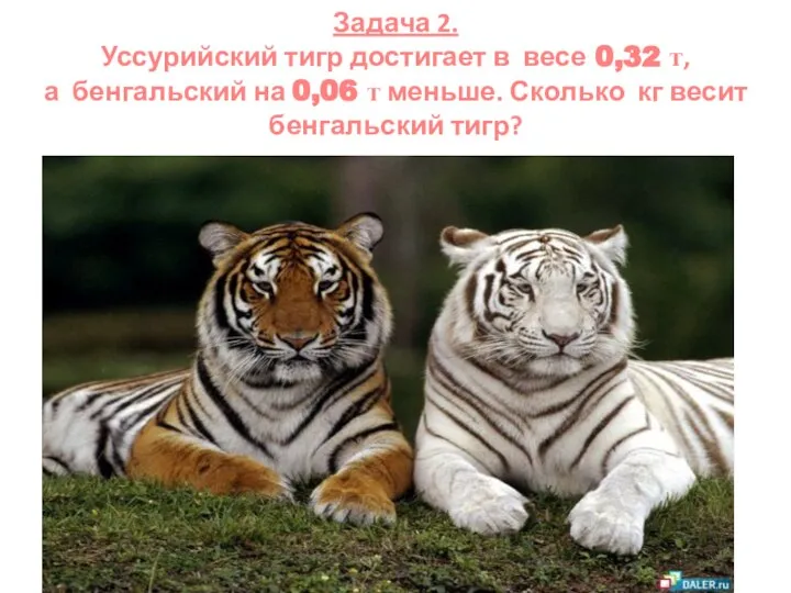 Задача 2. Уссурийский тигр достигает в весе 0,32 т, а бенгальский