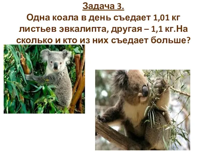 Задача 3. Одна коала в день съедает 1,01 кг листьев эвкалипта,