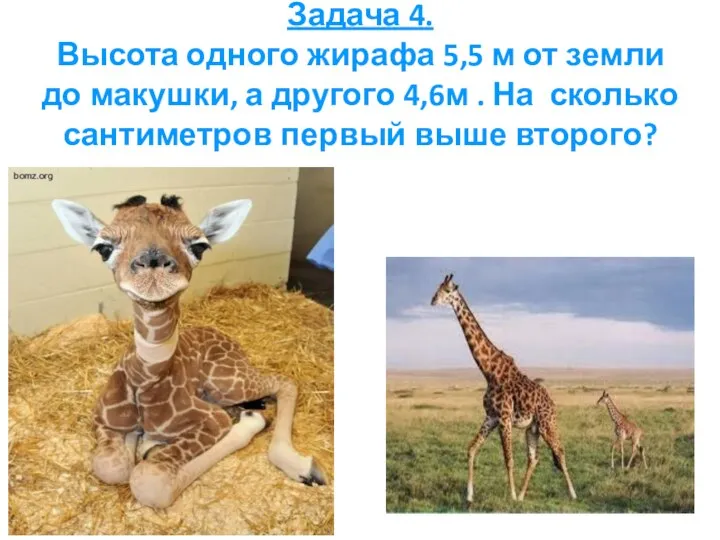 Задача 4. Высота одного жирафа 5,5 м от земли до макушки,