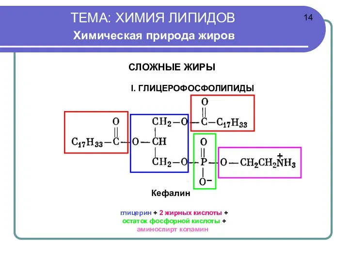 ТЕМА: ХИМИЯ ЛИПИДОВ Химическая природа жиров Кефалин глицерин + 2 жирных