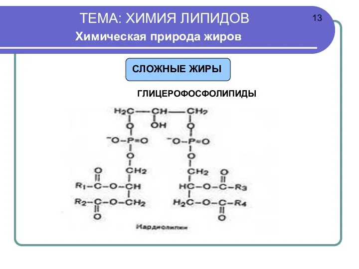 ТЕМА: ХИМИЯ ЛИПИДОВ Химическая природа жиров ГЛИЦЕРОФОСФОЛИПИДЫ 13