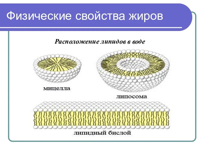 Физические свойства жиров Расположение липидов в воде