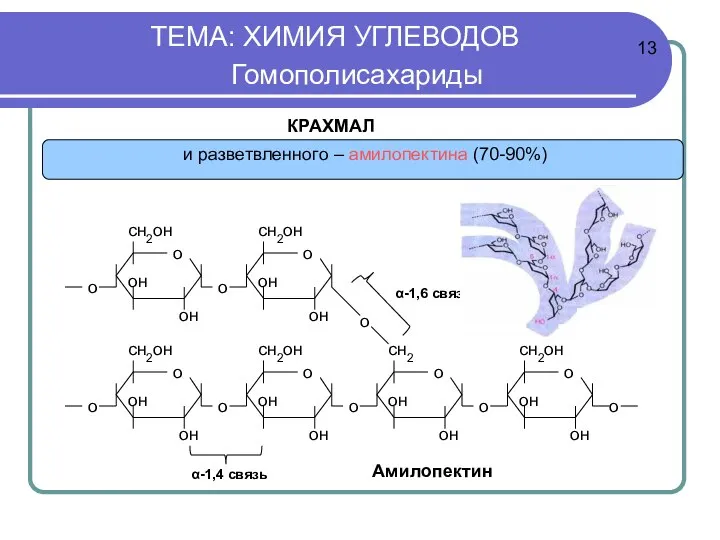 ТЕМА: ХИМИЯ УГЛЕВОДОВ Гомополисахариды α-1,4 связь КРАХМАЛ Амилопектин 13