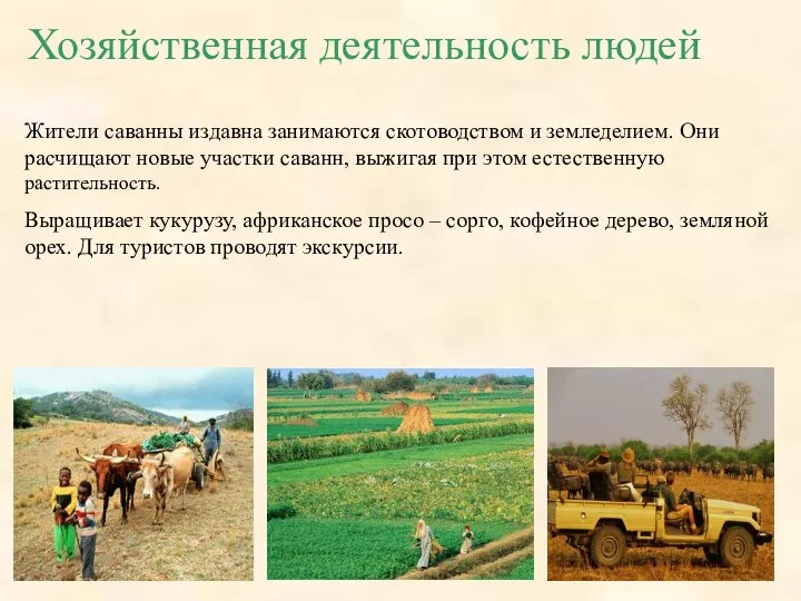Хозяйственная деятельность людей Жители саванны издавна занимаются скотоводством и земледелием. Они