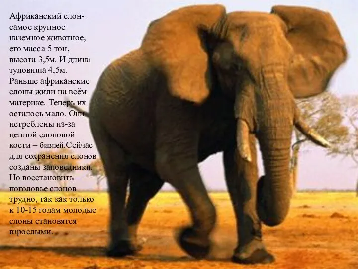 Африканский слон- самое крупное наземное животное, его масса 5 тон, высота