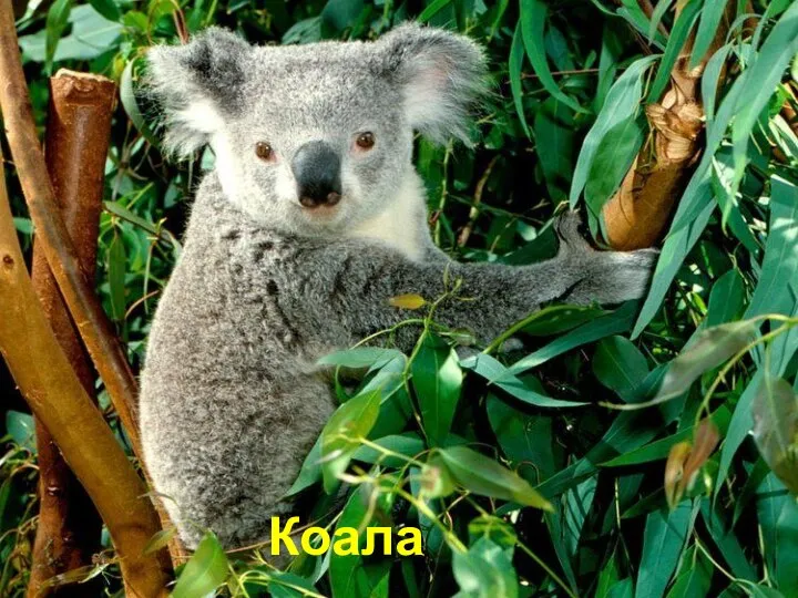 Коала