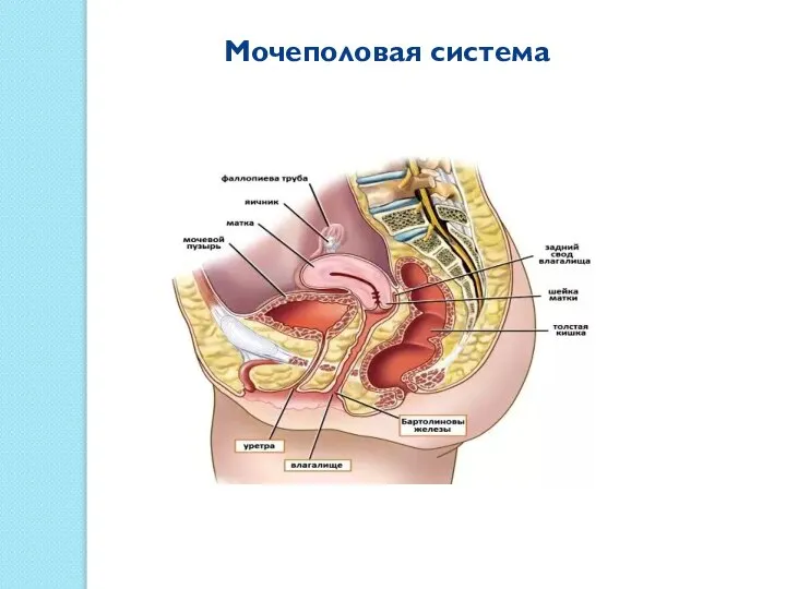 Мочеполовая система