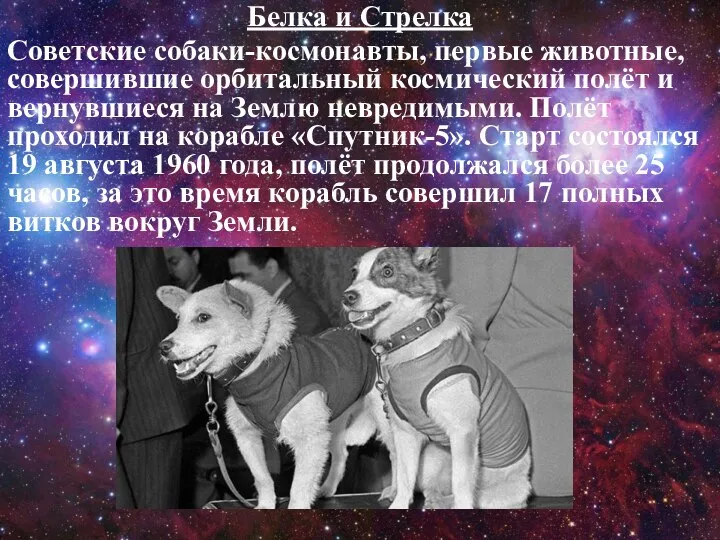 Белка и Стрелка Советские собаки-космонавты, первые животные, совершившие орбитальный космический полёт