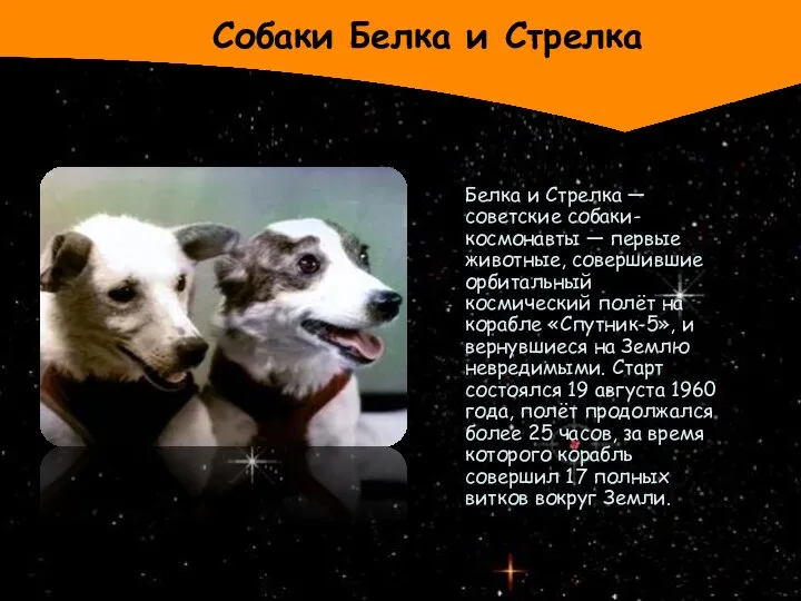 Собаки Белка и Стрелка Белка и Стрелка — советские собаки-космонавты —