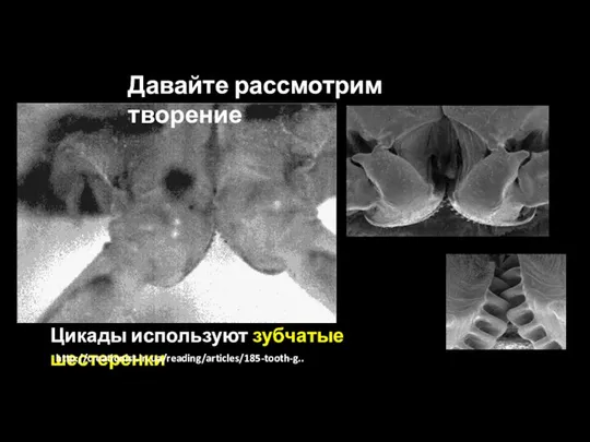 Цикады используют зубчатые шестеренки http://creationist.in.ua/reading/articles/185-tooth-g.. Давайте рассмотрим творение