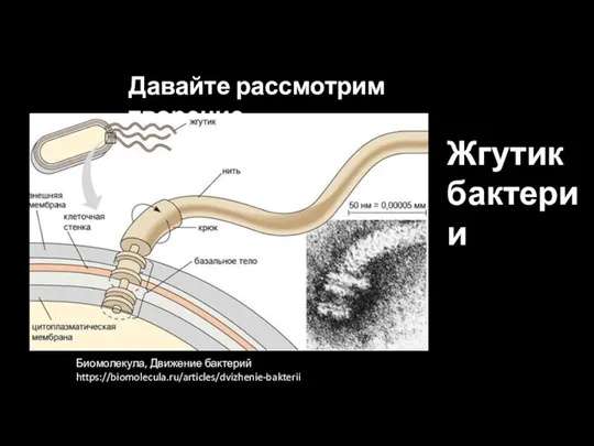 Давайте рассмотрим творение Жгутик бактерии Биомолекула, Движение бактерий https://biomolecula.ru/articles/dvizhenie-bakterii
