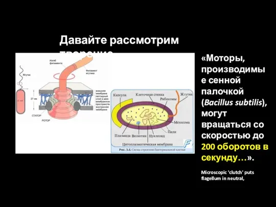 Давайте рассмотрим творение «Моторы, производимые сенной палочкой (Bacillus subtilis), могут вращаться