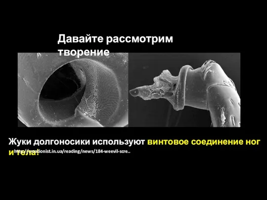 Жуки долгоносики используют винтовое соединение ног и тела! http://creationist.in.ua/reading/news/184-weevil-scre.. Давайте рассмотрим творение