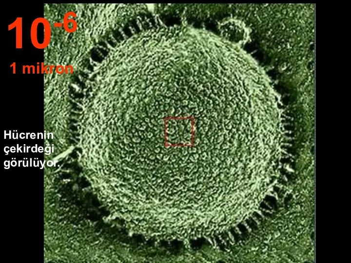 Hücrenin çekirdeği görülüyor. 10-6 1 mikron
