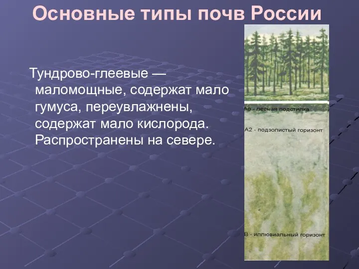 Основные типы почв России Тундрово-глеевые — маломощные, содержат мало гумуса, переувлажнены,