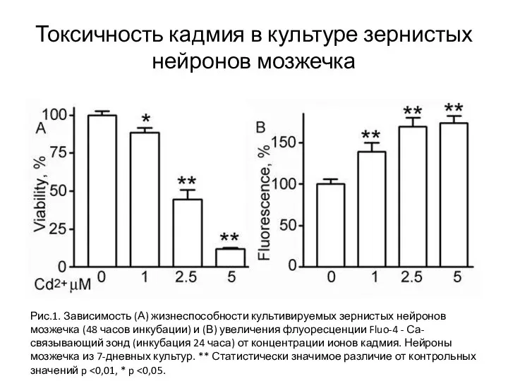 Токсичность кадмия в культуре зернистых нейронов мозжечка Рис.1. Зависимость (А) жизнеспособности