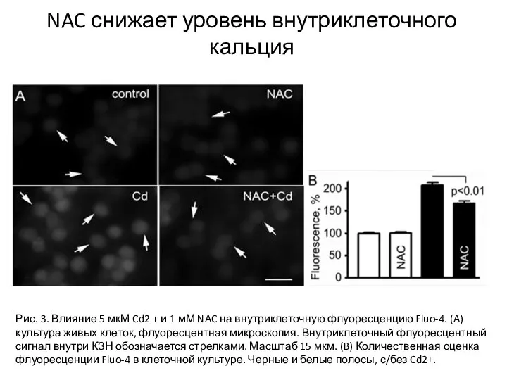 Рис. 3. Влияние 5 мкМ Cd2 + и 1 мМ NAC