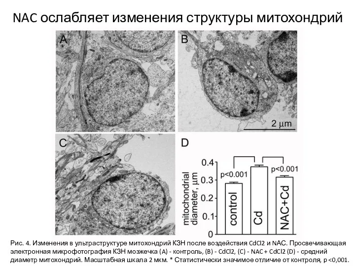 NAC ослабляет изменения структуры митохондрий Рис. 4. Изменения в ультраструктуре митохондрий