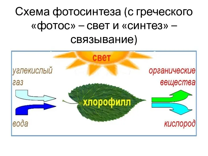Схема фотосинтеза (с греческого «фотос» – свет и «синтез» – связывание)