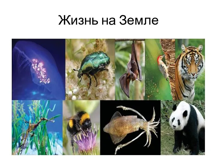 Жизнь на Земле