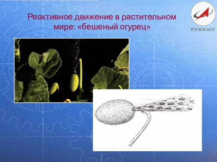 Реактивное движение в растительном мире: «бешеный огурец»