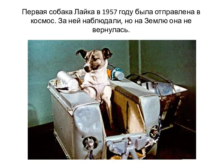 Первая собака Лайка в 1957 году была отправлена в космос. За