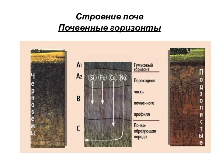 Строение почв Почвенные горизонты