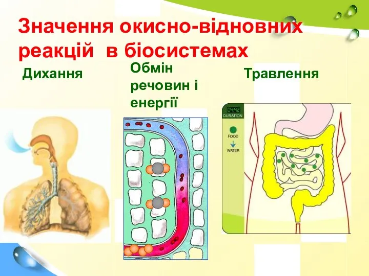 Значення окисно-відновних реакцій в біосистемах Дихання Обмін речовин і енергії Травлення