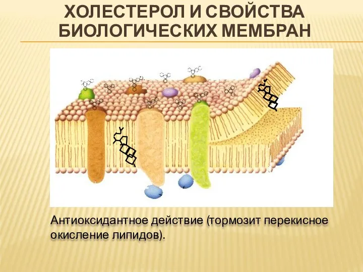 ХОЛЕСТЕРОЛ И СВОЙСТВА БИОЛОГИЧЕСКИХ МЕМБРАН Антиоксидантное действие (тормозит перекисное окисление липидов).