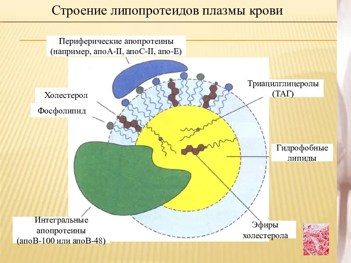 Строение липопротеидов плазмы крови Периферические апопротеины (например, апоА-II, апоС-II, апо-Е) Интегральные