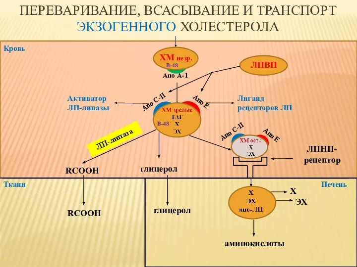 Кровь Ткани ЛПВП ЛПНП-рецептор глицерол RCOOH ЛП-липаза аминокислоты Печень глицерол RCOOH