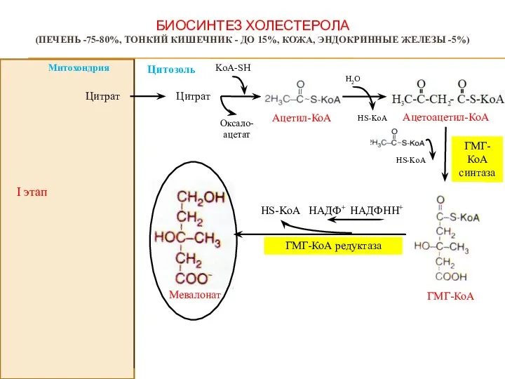 БИОСИНТЕЗ ХОЛЕСТЕРОЛА (ПЕЧЕНЬ -75-80%, ТОНКИЙ КИШЕЧНИК - ДО 15%, КОЖА, ЭНДОКРИННЫЕ