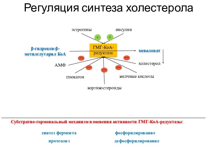 Регуляция синтеза холестерола глюкагон синтез фермента Субстратно-гормональный механизм изменения активности ГМГ-КоА-редуктазы: