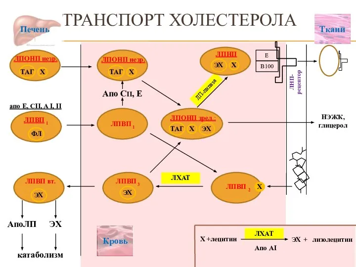 ЛП-липаза ТРАНСПОРТ ХОЛЕСТЕРОЛА АпоЛП ЭХ катаболизм Апо CII, E НЭЖК, глицерол