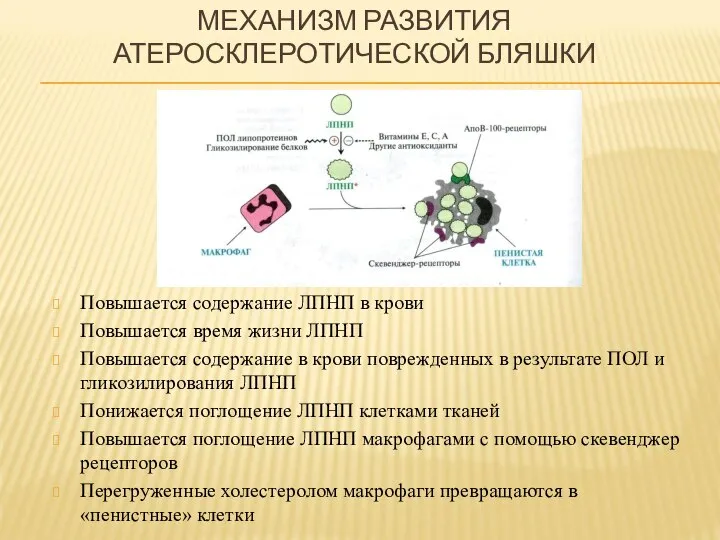 МЕХАНИЗМ РАЗВИТИЯ АТЕРОСКЛЕРОТИЧЕСКОЙ БЛЯШКИ Повышается содержание ЛПНП в крови Повышается время