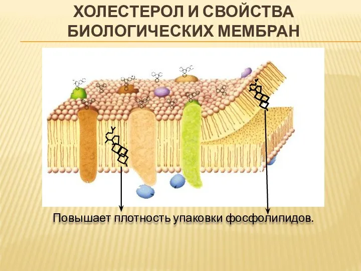 ХОЛЕСТЕРОЛ И СВОЙСТВА БИОЛОГИЧЕСКИХ МЕМБРАН Повышает плотность упаковки фосфолипидов.