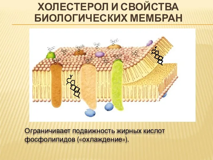 ХОЛЕСТЕРОЛ И СВОЙСТВА БИОЛОГИЧЕСКИХ МЕМБРАН Ограничивает подвижность жирных кислот фосфолипидов («охлаждение»).