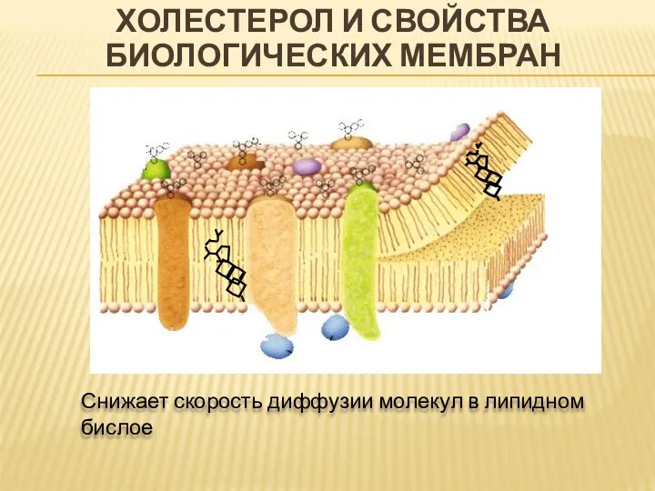 ХОЛЕСТЕРОЛ И СВОЙСТВА БИОЛОГИЧЕСКИХ МЕМБРАН Снижает скорость диффузии молекул в липидном бислое