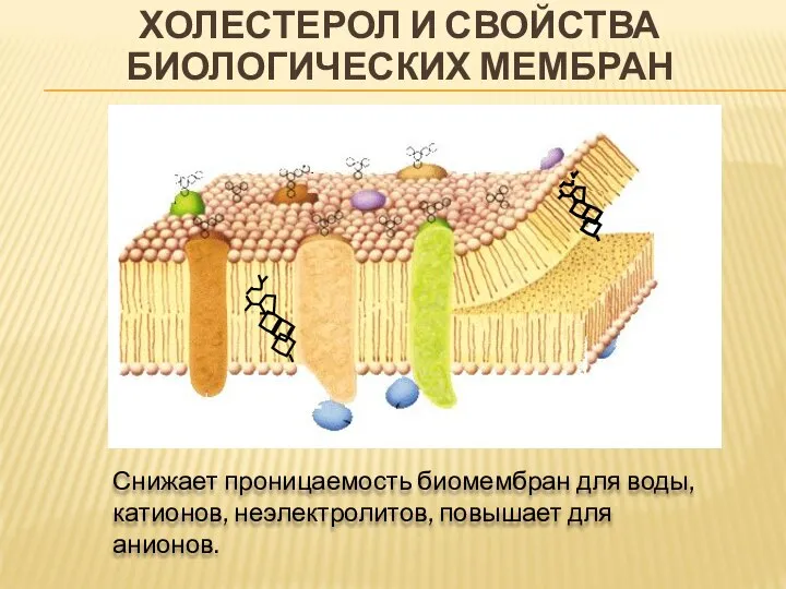 ХОЛЕСТЕРОЛ И СВОЙСТВА БИОЛОГИЧЕСКИХ МЕМБРАН Снижает проницаемость биомембран для воды, катионов, неэлектролитов, повышает для анионов.