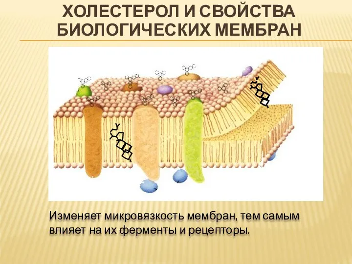 ХОЛЕСТЕРОЛ И СВОЙСТВА БИОЛОГИЧЕСКИХ МЕМБРАН Изменяет микровязкость мембран, тем самым влияет на их ферменты и рецепторы.