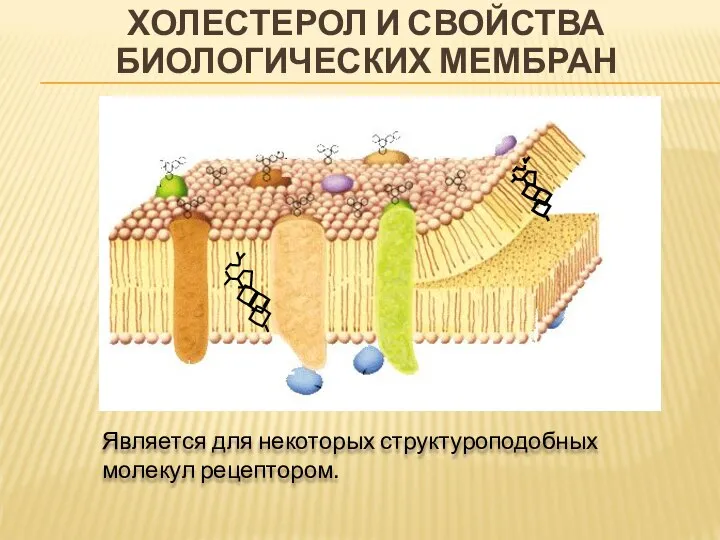 ХОЛЕСТЕРОЛ И СВОЙСТВА БИОЛОГИЧЕСКИХ МЕМБРАН Является для некоторых структуроподобных молекул рецептором.