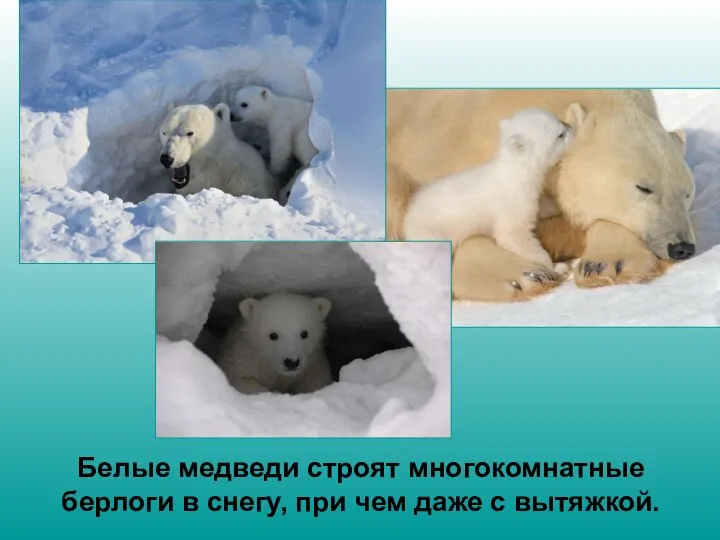 Белые медведи строят многокомнатные берлоги в снегу, при чем даже с вытяжкой.