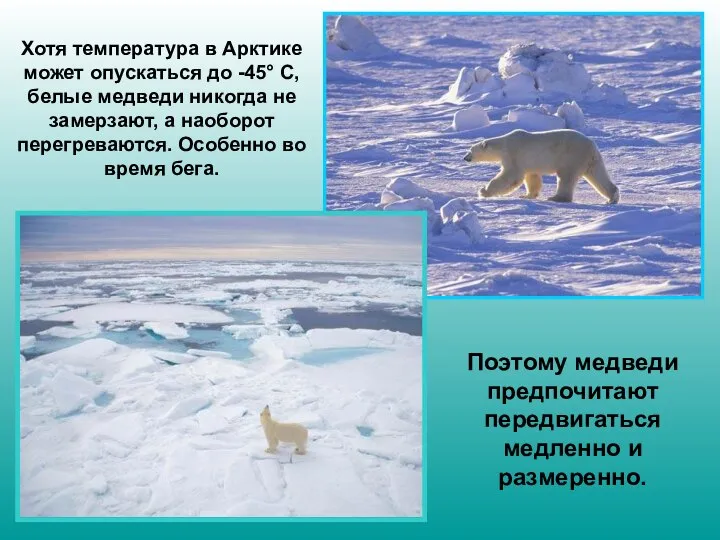 Хотя температура в Арктике может опускаться до -45° С, белые медведи